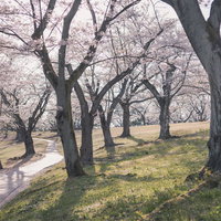 逢瀬公園の満開な桜並木と花見客の写真
