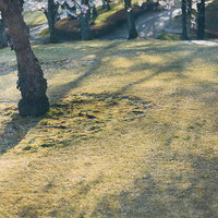 逢瀬公園の桜並木と地面の影、春の花見風景の写真