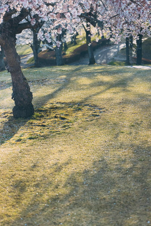逢瀬公園の桜並木と地面の影、春の花見風景