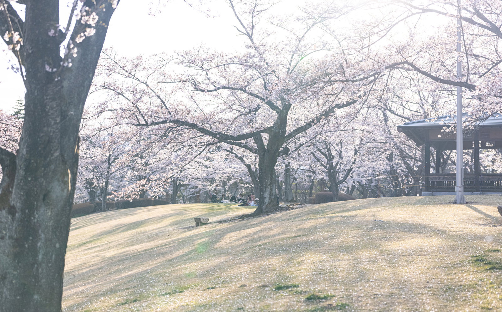 逢瀬公園の芝生広場に咲く満開の桜と花見を楽しむ人々