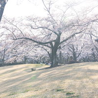 満開の桜と花見客でにぎわう逢瀬公園の春景色の写真