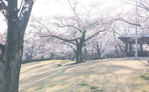 満開の桜と花見客でにぎわう逢瀬公園の春景色