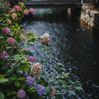 京都の高瀬川沿いに咲く紫陽花と石橋の風景の写真