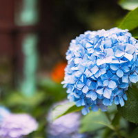 街角に咲く青い紫陽花の写真