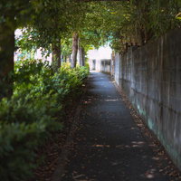 街路樹に覆われた緑のトンネル歩道を歩く風景の写真