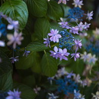 ガクアジサイの小さな花冠と深い青の装飾花の写真