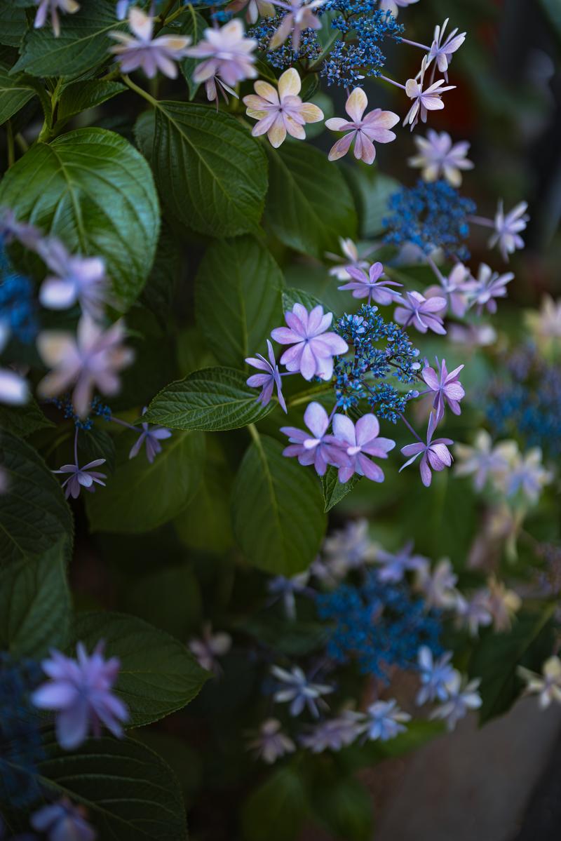 ガクアジサイの淡紫ピンクの小花と藍青色の装飾花が密集した株の接写