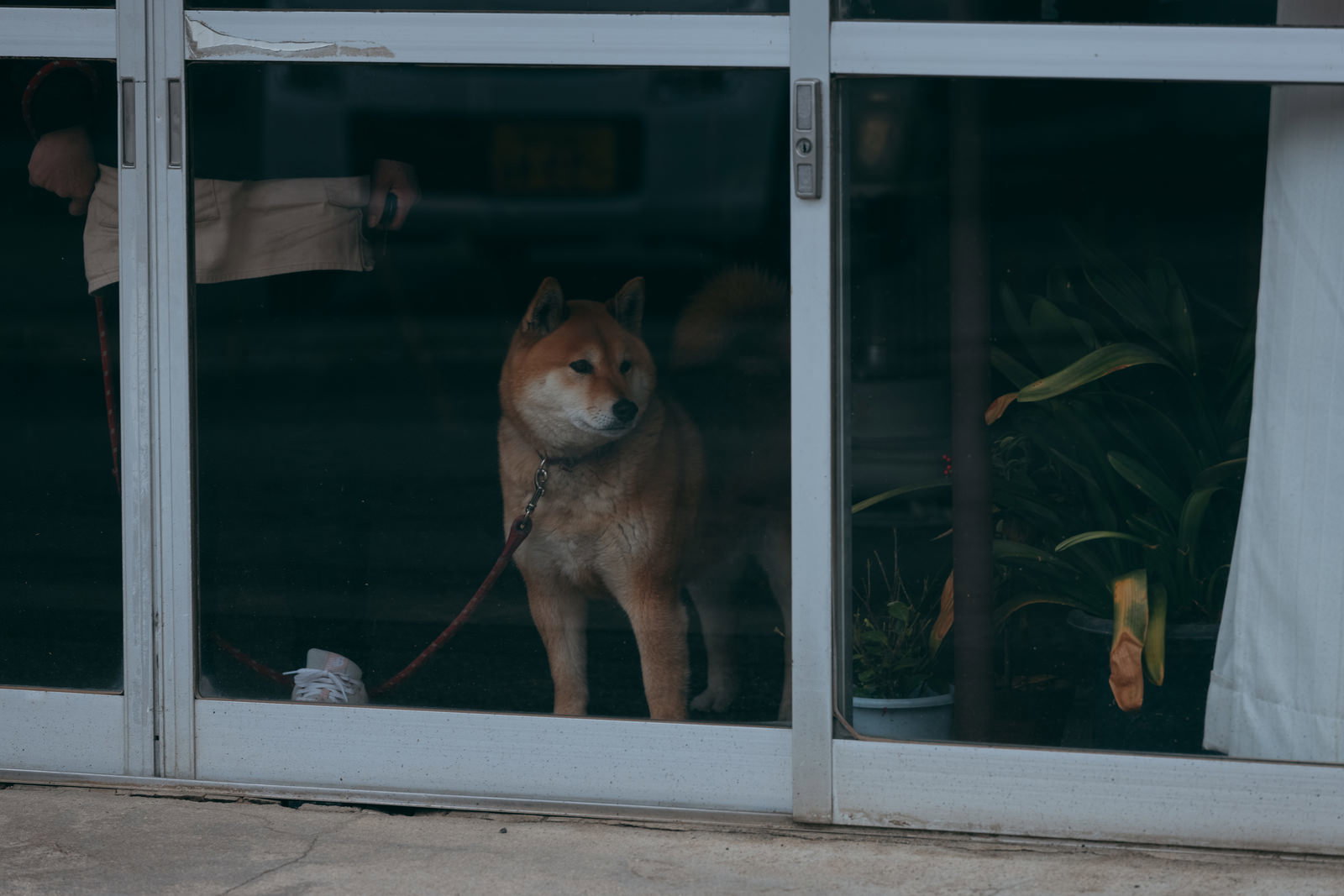 白いサッシの窓越しに室内で留守番している茶色い柴犬