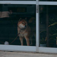 窓辺で寂しげに留守番する柴犬のドージの写真