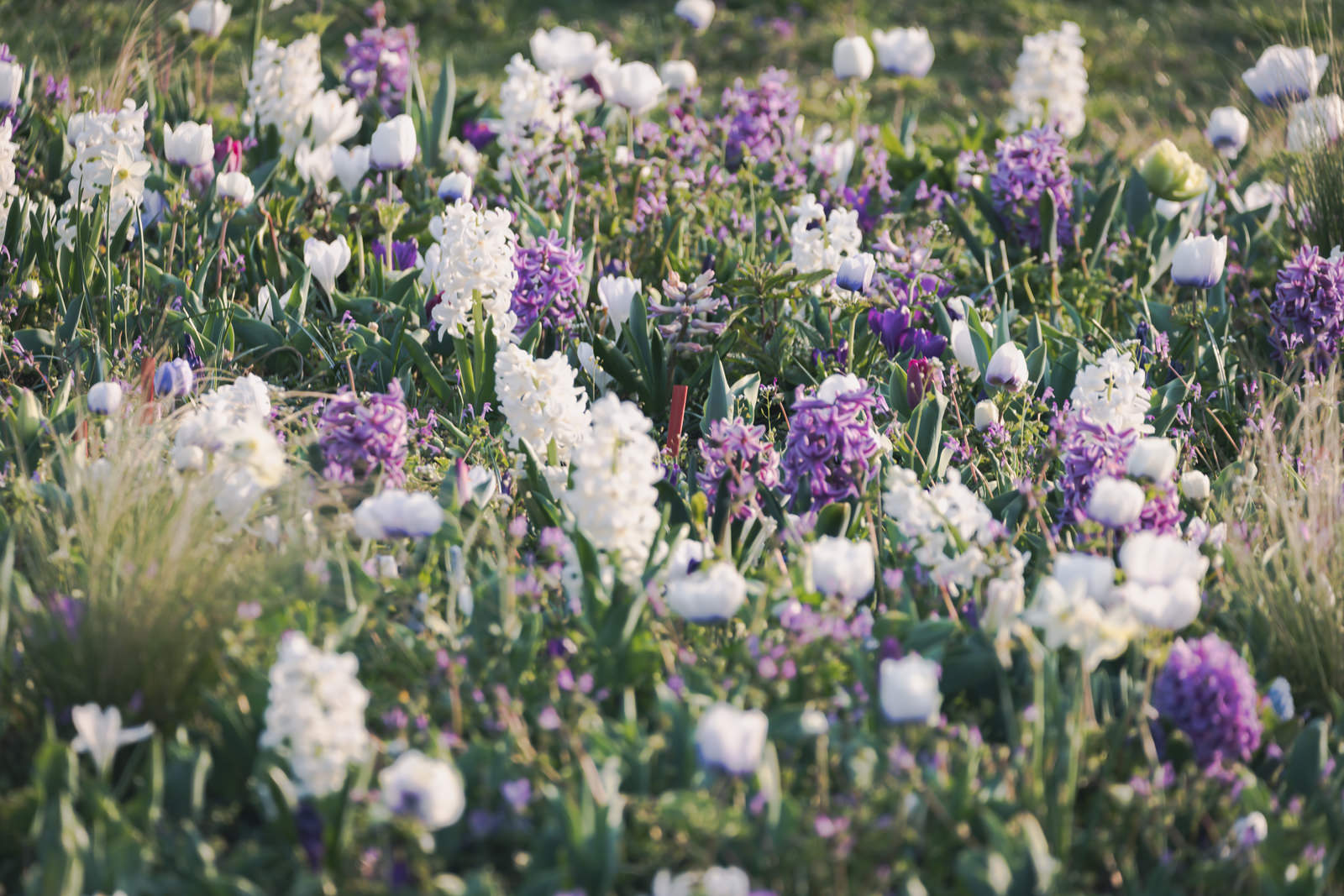 紫と白の花が混在して咲いている花壇の風景