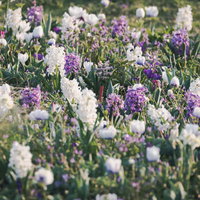 春の訪れと色とりどりの花壇 紫と白の花が咲く庭のガーデニングの写真