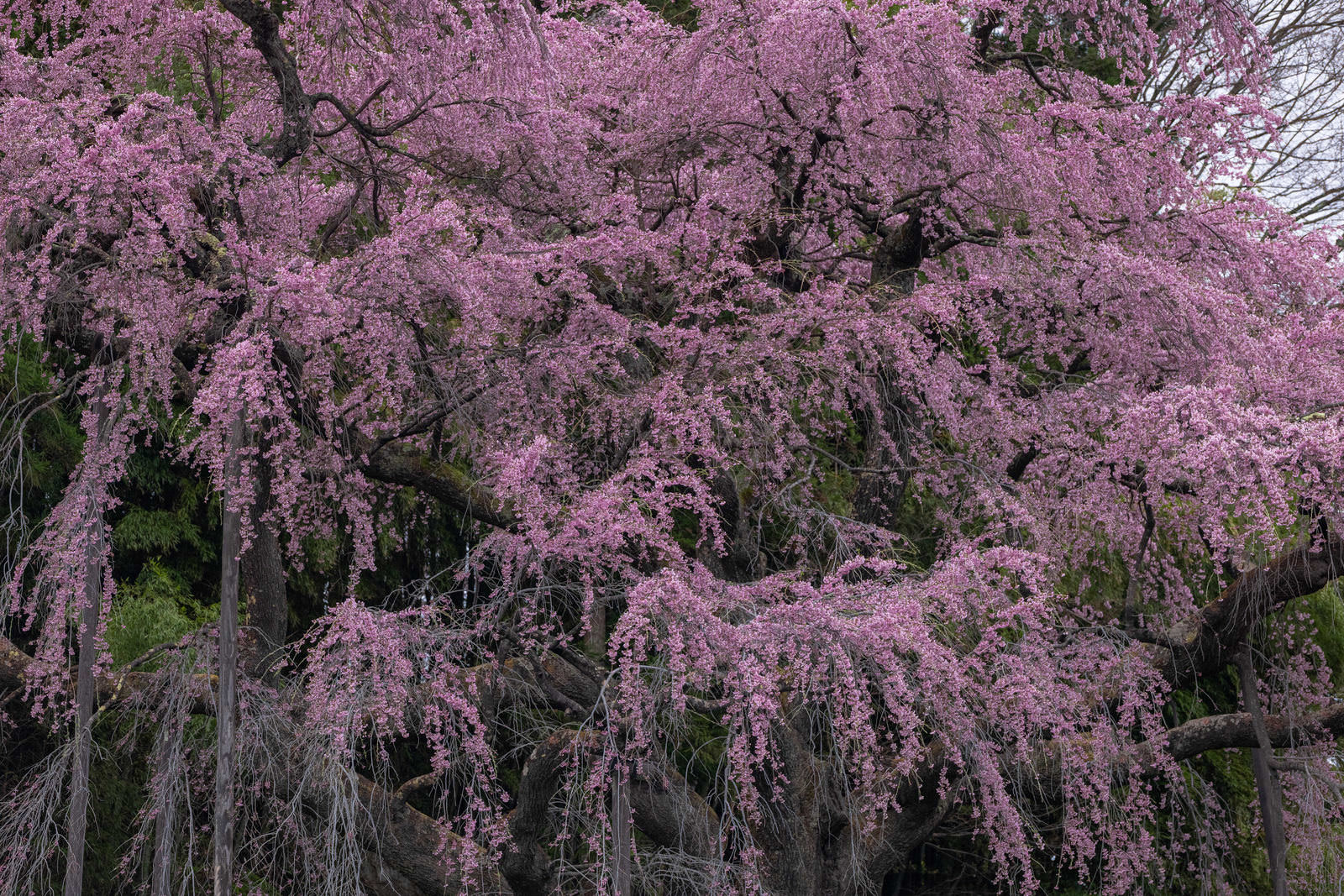 ピンク色の花が満開に咲く、垂れ下がった紅枝垂地蔵桜の枝