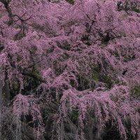 紅枝垂地蔵桜の満開、淡いピンク色の花が密集して咲く福島県郡山市の春景色の写真