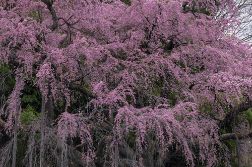 紅枝垂地蔵桜の満開、淡いピンク色の花が密集して咲く福島県郡山市の春景色