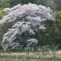 満開時の大和田稲荷神社の子授け桜と新緑の山林の写真