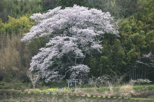 満開時の大和田稲荷神社の子授け桜と新緑の山林