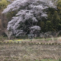 大和田稲荷神社の鳥居を覆うほどの子授け桜の写真