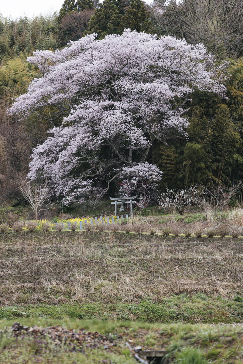 The child-bearing cherry blossoms of the Ohwada Inari Shrine in full bloom, with a red torii gate in the rural landscape