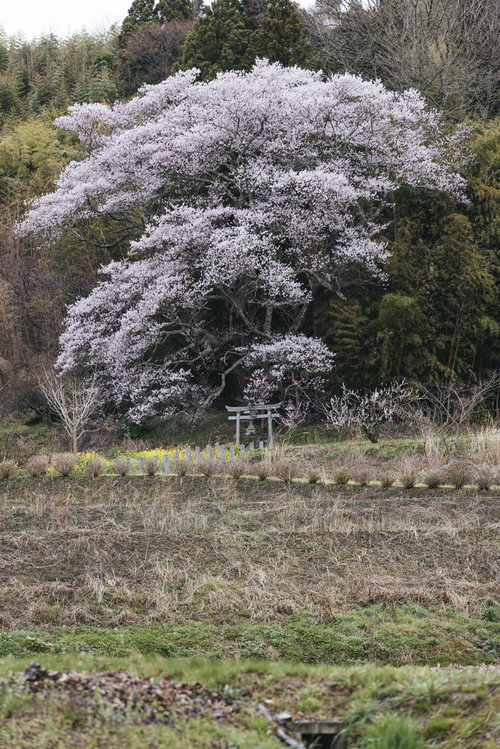 大和田稲荷神社の鳥居を覆うほどの子授け桜