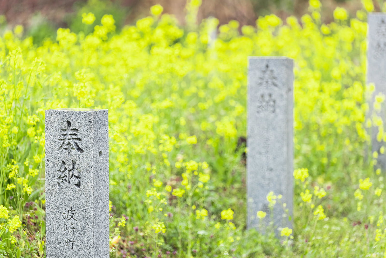 黄緑色の菜の花が咲く中に立つ漢字刻印の奉納石柱