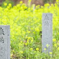 菜の花畑の中に立つ福島県郡山市の奉納石柱の写真