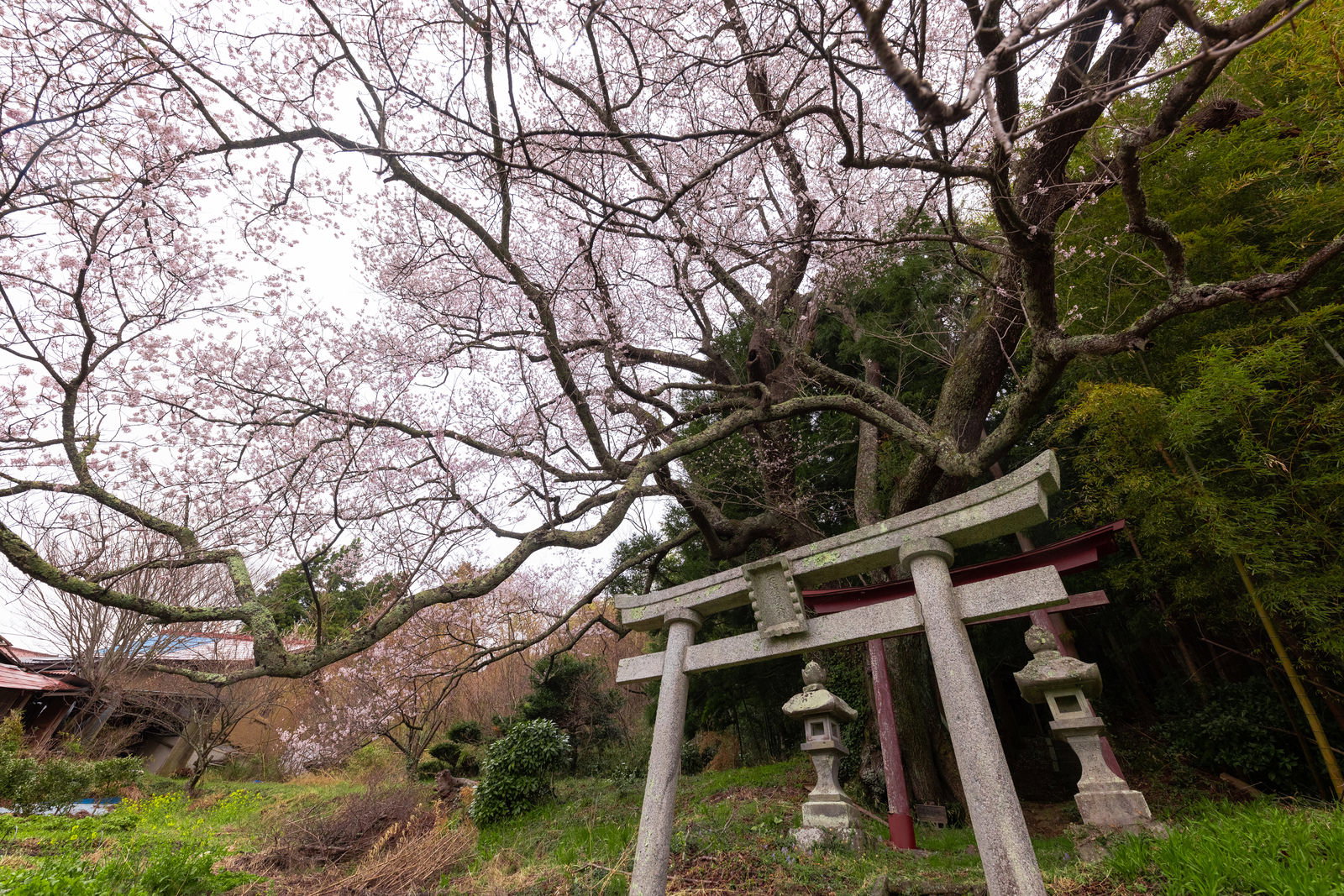 Looking up at the child-blessing cherry tree (Koazuke sakura) with its expansive spreading branches beside the torii gate and a stone lantern (ishidourou)