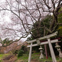 鳥居の脇に枝を広げる子授け櫻の写真