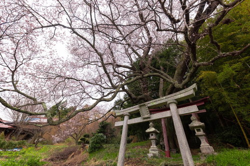 子授け桜の枝ぶりと春の鳥居 福島県郡山市大和田稲荷神社