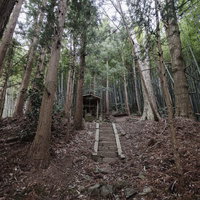 竹林と杉林に囲まれた大和田稲荷神社の苔むした石段参道の写真
