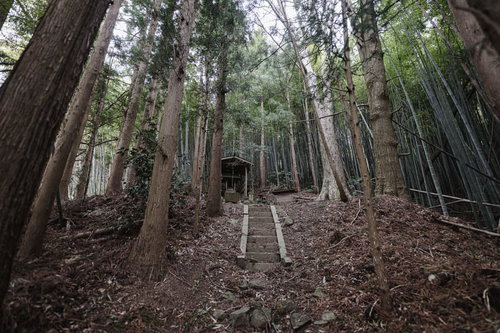 竹林と杉林に囲まれた大和田稲荷神社の苔むした石段参道