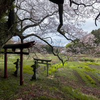 子授け櫻の前に立つ鳥居 福島県郡山市の桜名所の写真
