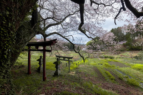 子授け櫻の前に立つ鳥居 福島県郡山市の桜名所
