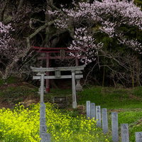 鳥居へ続く菜の花と子授け櫻の春の参道・郡山市の写真