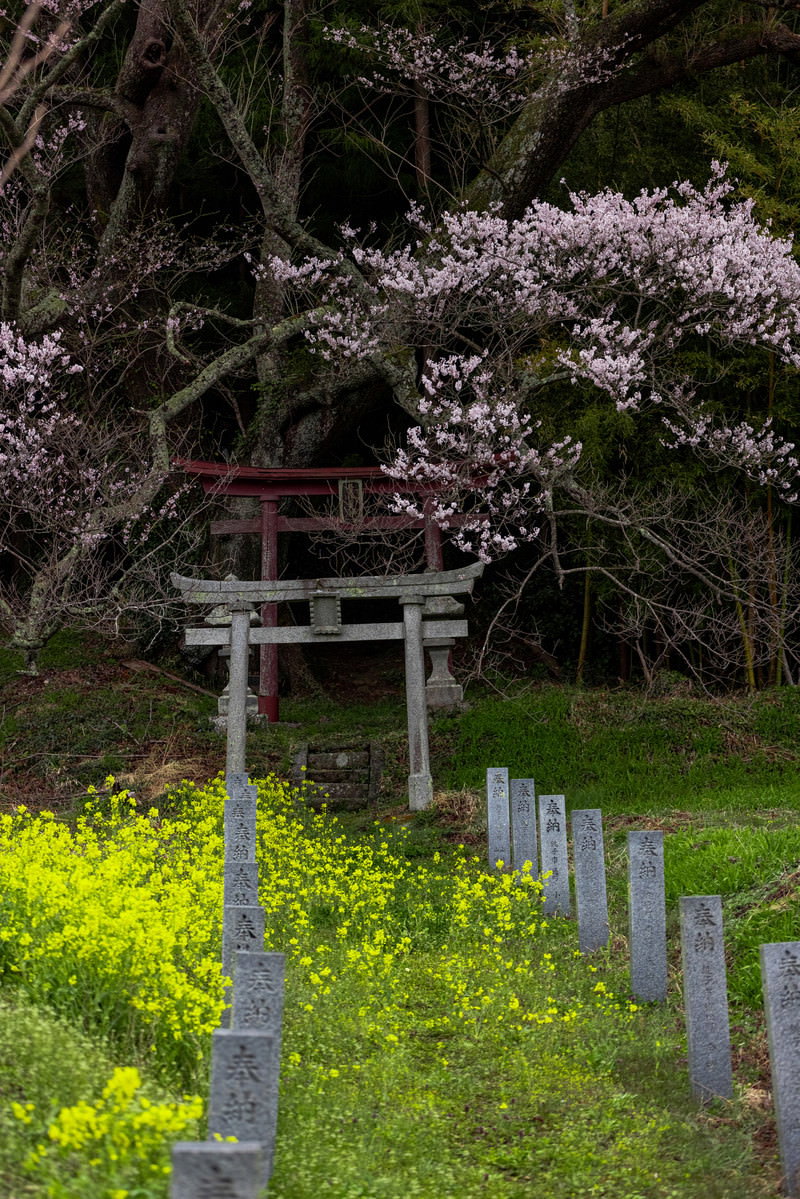 満開の桜と菜の花が咲く参道に立つ鳥居の春の風景
