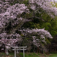 福島県郡山市の大和田稲荷神社・鳥居を覆う子授け桜の写真
