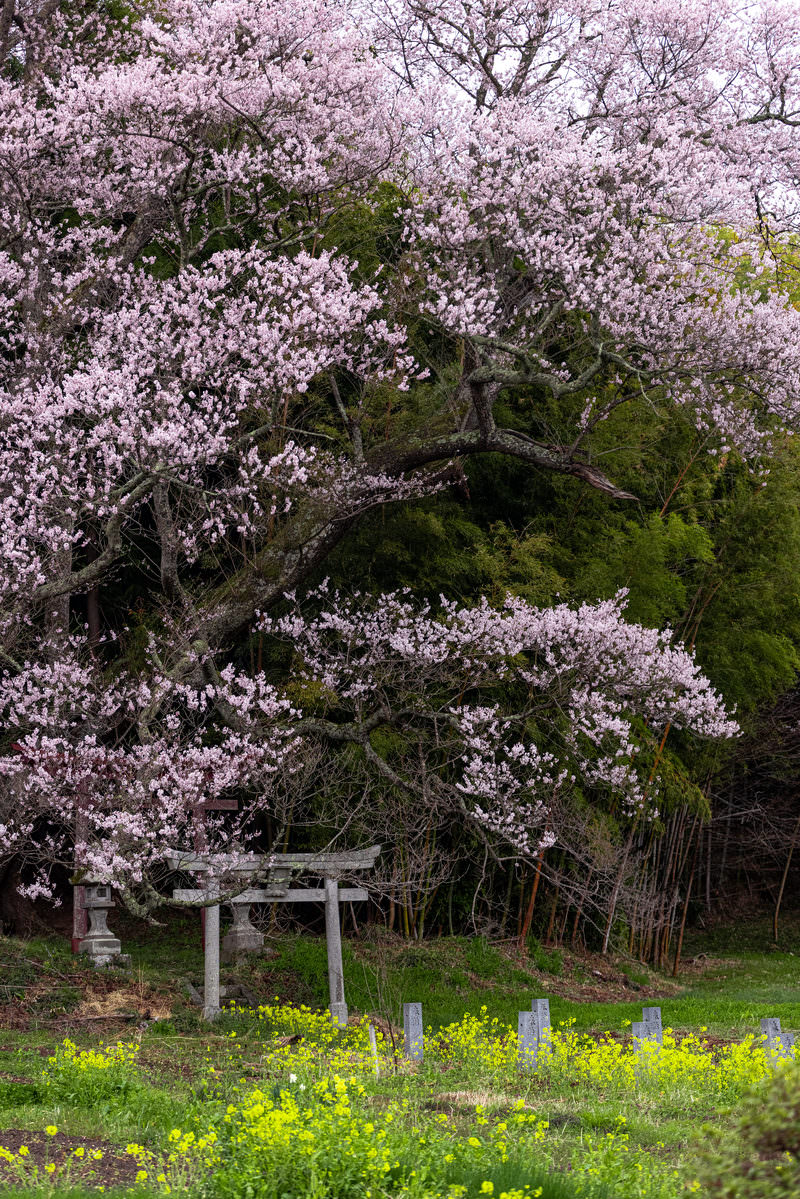 A large full-bloomed cherry tree at Yamawada Inari Shrine covers the stone torii gate, with rapeseed flowers blooming at its base within the shrine grounds (keidai)