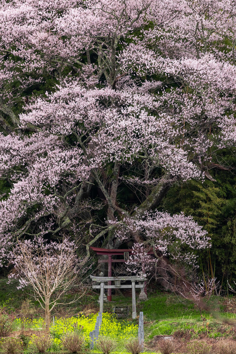 満開の子授け櫻と鳥居、手前に咲く黄色い菜の花