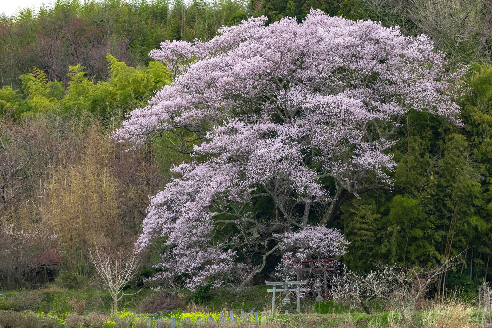 山間の緑の中で満開に咲く薄紅色の一本桜と手前の赤い鳥居