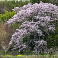 福島県郡山市の満開の子授け桜と赤い鳥居の春景観の写真
