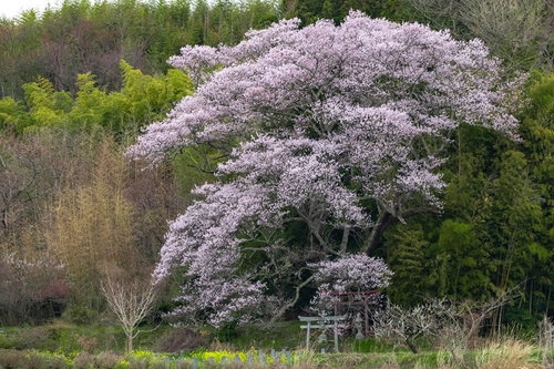福島県郡山市の満開の子授け桜と赤い鳥居の春景観