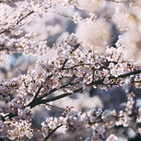福島県郡山市の笹原川千本桜、開花した桜と蕾の写真