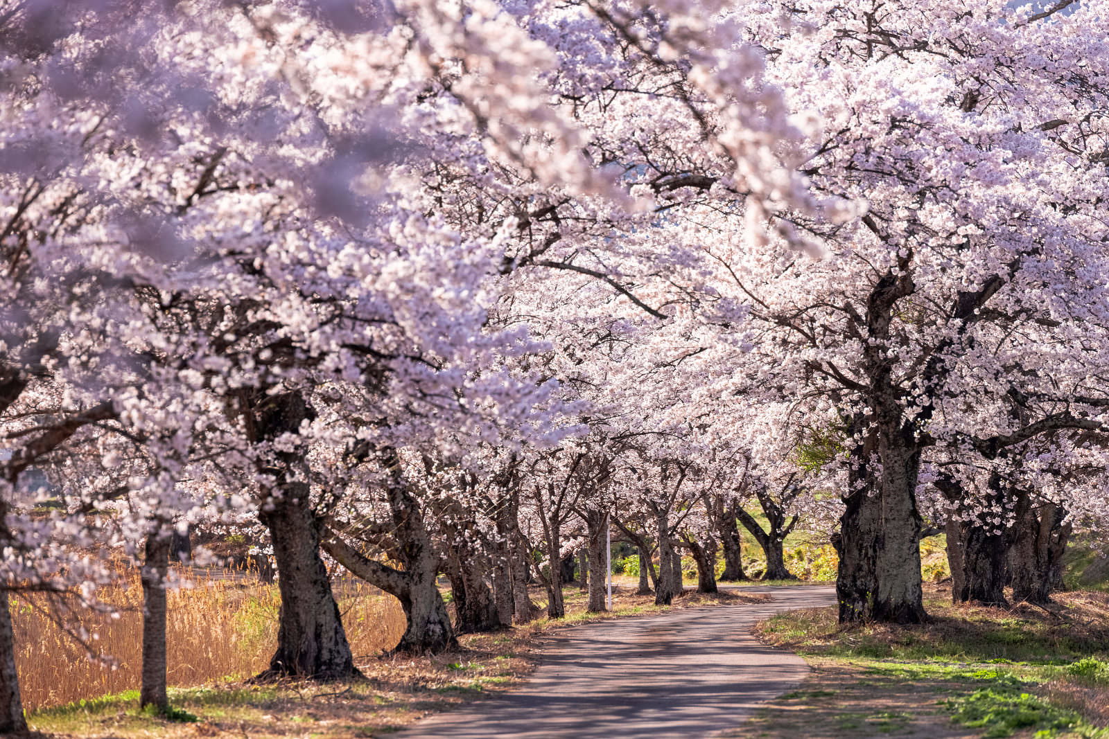 Spring landscape with cherry blossom trees lining both sides of the road