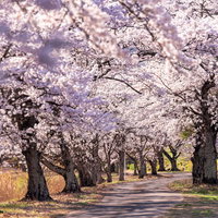 桜並木の下に伸びる影（笹原川の千本桜、郡山市）の写真