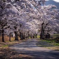 郡山市の笹原川千本桜が道路に影を落とす春景色の写真