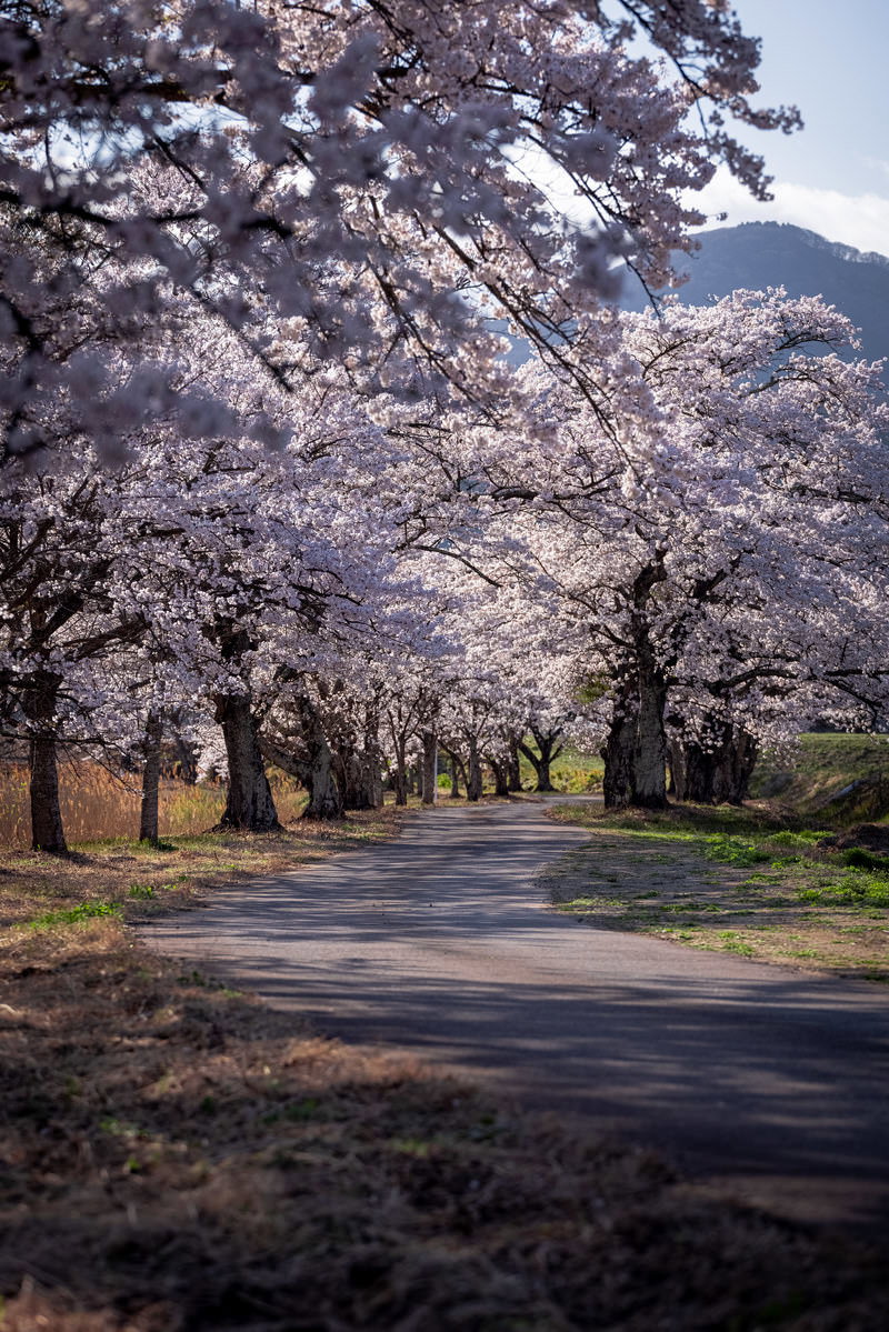 満開の桜並木が道路に影を落とす笹原川千本桜の風景