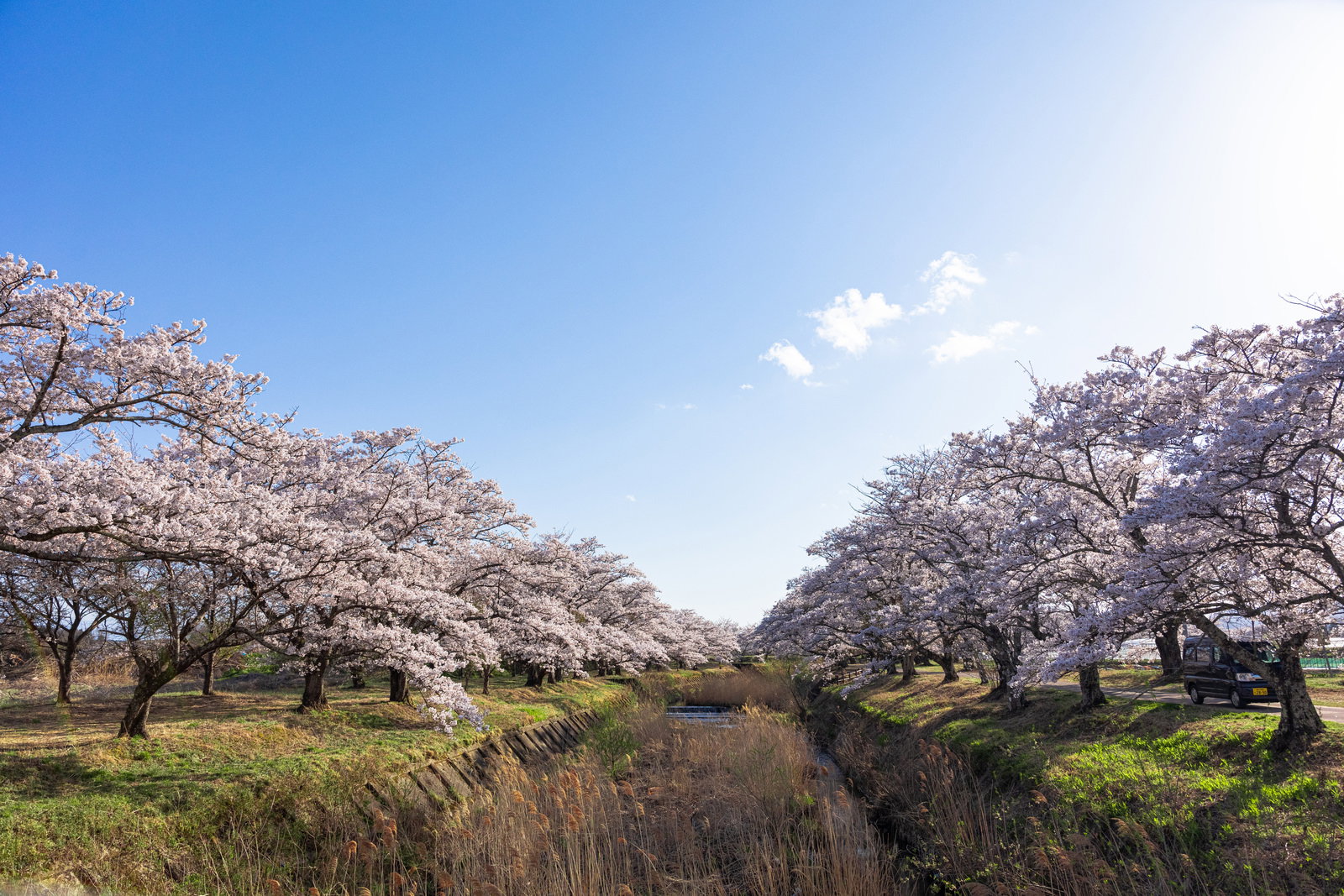 青空の下、笹原川の両岸に満開の桜並木が咲き誇る春の風景