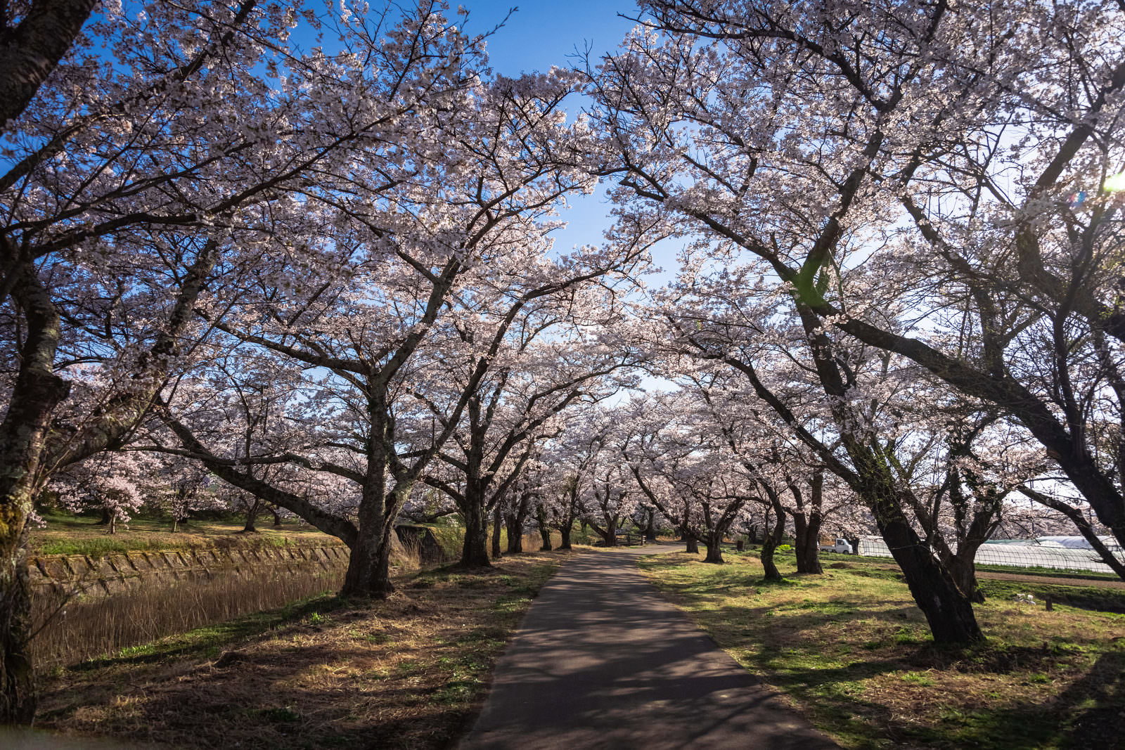満開の桜並木の枝間から青空が見える笹原川千本桜の風景