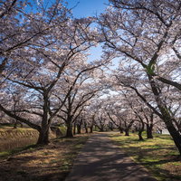 笹原川千本桜の枝間から見える青空と花見の道の写真