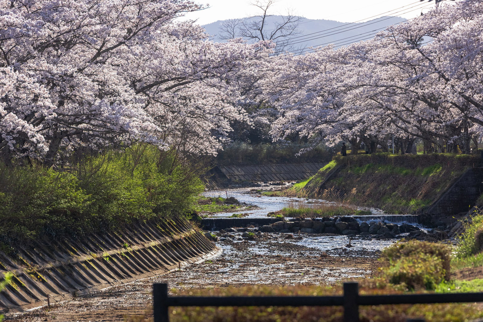 Full bloom cherry blossom trees (Sakura namiki) flowering magnificently on both banks of the Sasahara River with fresh green foliage along the riverbank