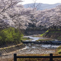 川沿いに咲く満開の桜並木と新緑の春の写真